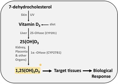 Immunomodulatory Effects of Vitamin D in Pregnancy and Beyond